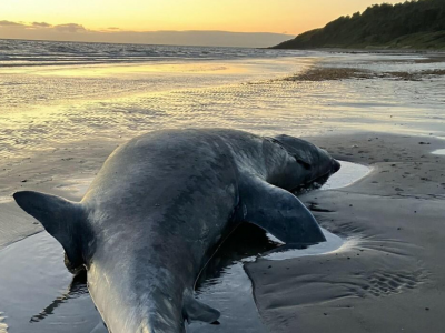 Ritrovata la carcassa di una balena ritenuta estinta, è una specie estremamente rara! 