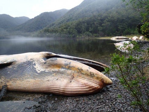 balena Cile spiaggiata