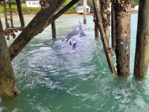 Nuova Zelanda, balenottera azzurra pigmea intrappolata viene salvata dai soccorritori che smantellano il molo per liberarla 