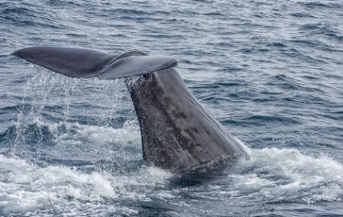 Balena avvistata sulla costa orientale della Grecia. Le immagini