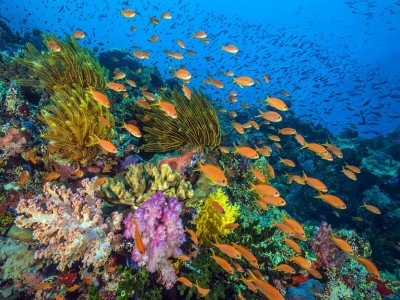 Scoperta una barriera corallina al largo della costa pugliese