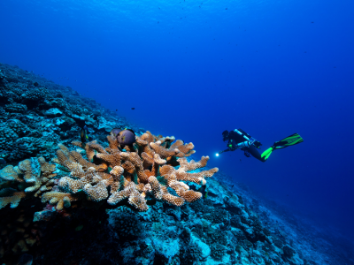 Una nuova barriera corallina incontaminata scoperta a Tahiti