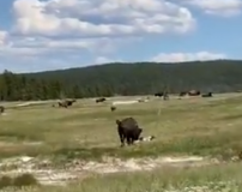 Turisti non mantengono la distanza: il bisonte carica una donna nel parco nazionale di Yellowstone, negli Stati Uniti: illesa - VIDEO