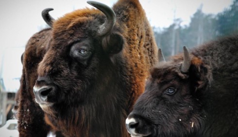 Bisonti impressionano gli utenti con un salto aggraziato di un recinto alto più di 2 metri – Video