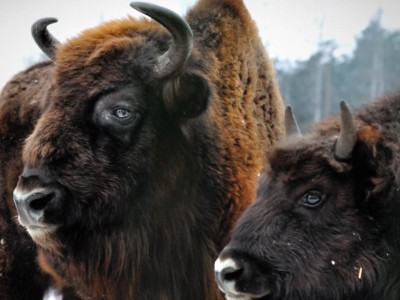 Bisonti impressionano gli utenti con un salto aggraziato di un recinto alto più di 2 metri – Video