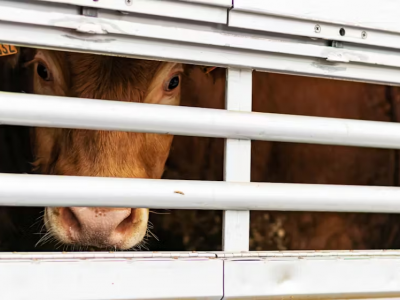 Il bestiame muore sui camion dopo 24 giorni di stallo alla frontiera!