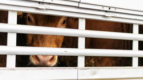 Il bestiame muore sui camion dopo 24 giorni di stallo alla frontiera!