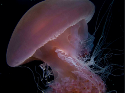 Migliaia di meduse rosa riconquistano la spiaggia deserta a causa del coronavirus - VIDEO 