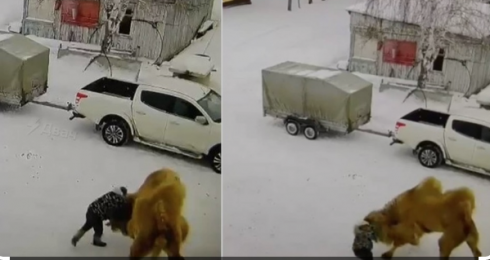 Sferra un pugno a un cammello e l’animale lo attacca, muore guardiano di una remota base di caccia in Siberia