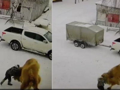 Sferra un pugno a un cammello e l’animale lo attacca, muore guardiano di una remota base di caccia in Siberia