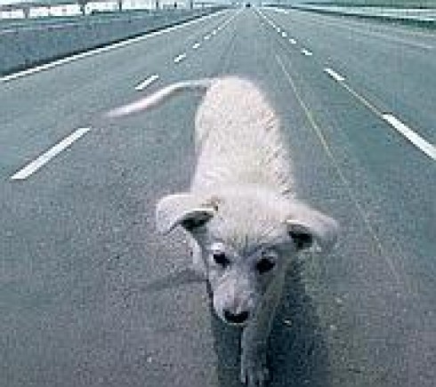 Sicurezza stradale e risarcimento danni. Autostrade SpA risponde dei danni causati da un animale 