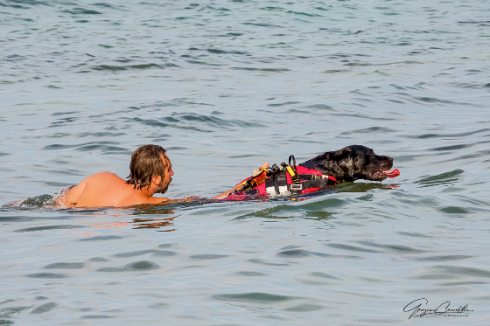 Achille il cane bagnino a San Cataldo