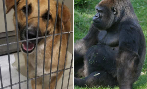 Cane entra nel recinto del gorilla – IL VIDEO