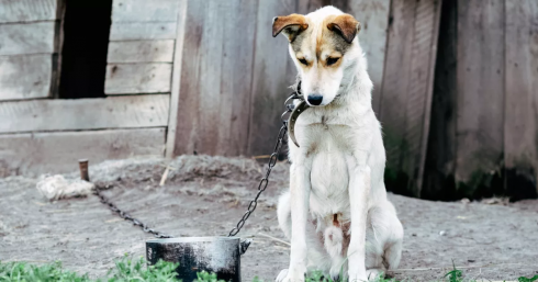 Cassazione penale, il cane è legato sotto il sole? Il proprietario rischia la condanna per maltrattamenti