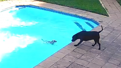 Cane salva il suo amico in piscina. 