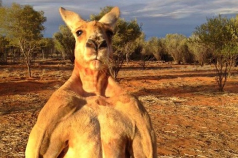 Un canguro selvatico uccide un uomo in Australia