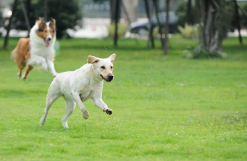 Cane lasciato libero in cortile: inquilino condannato