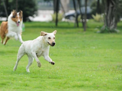 Cane lasciato libero in cortile: inquilino condannato