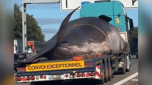 Presunto capodoglio trasportato su un TIR sulla A1: l'insolito viaggio in autostrada fa scalpore e il video diventa virale