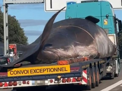 Presunto capodoglio trasportato su un TIR sulla A1: l'insolito viaggio in autostrada fa scalpore e il video diventa virale