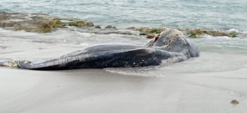 Cucciolo di Capodoglio spiaggiato sul litorale di San Giovanni Di Sinis in Sardegna