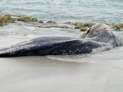 Cucciolo di Capodoglio spiaggiato sul litorale di San Giovanni Di Sinis in Sardegna