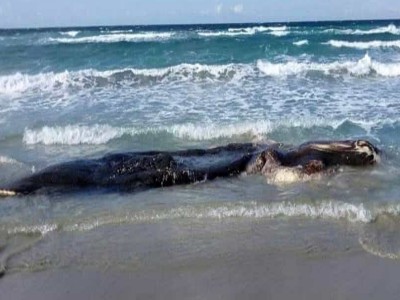 capodoglio spiaggiato a lecce