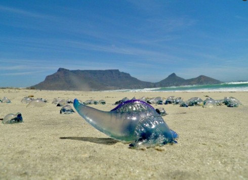 Caldo, mare e meduse: allarme in Italia per alcune specie potenzialmente mortali