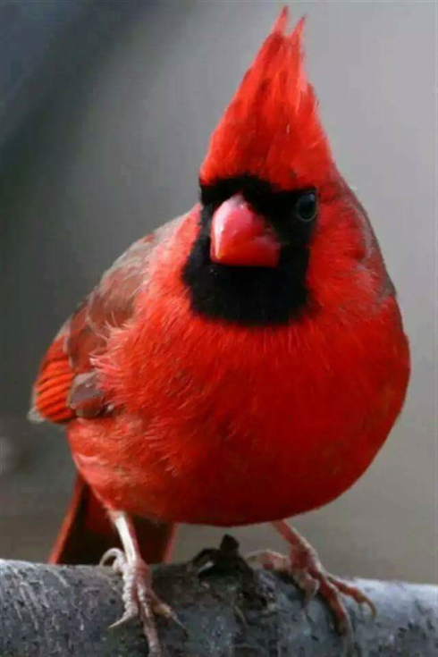 Italiano a Chicago forma un legame straordinario con un bellissimo uccello cardinale selvatico.