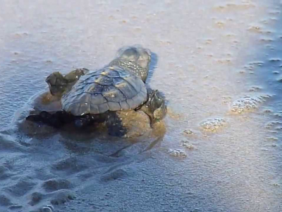 Schiusa a Porto Cesareo: nascono 79 tartarughine – VIDEO. 