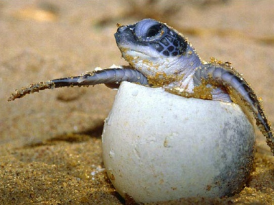 Mare da amare e proteggere. Nuova schiusa in Salento di tartarughe caretta caretta in spiaggia tra i bagnanti