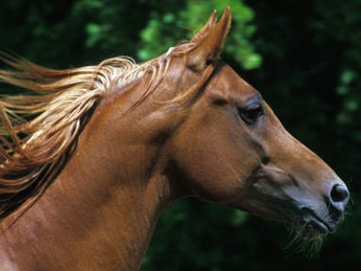 cavallo