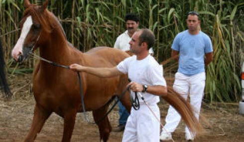 cavallo