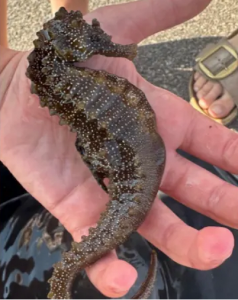 Scoperto un cavalluccio marino gigante