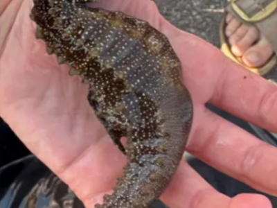 Scoperto un cavalluccio marino gigante