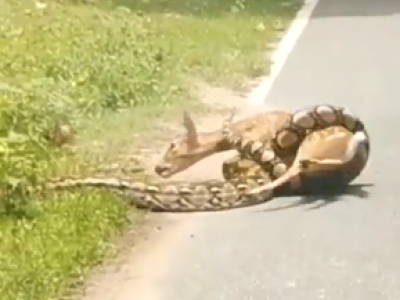 Video: il pitone affamato stritola vivo un cerbiatto, prima il dramma poi il miracolo