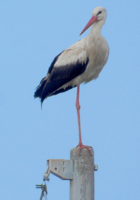 Avvistato un esemplare di cicogna bianca nel Salento