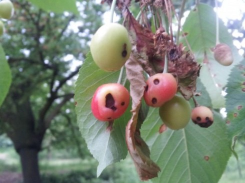 ciliegio xylella