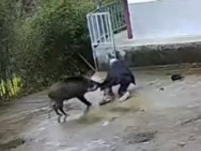 Uomo di 70 anni brutalmente aggredito da un cinghiale. Il video è diventato virale