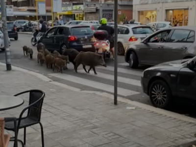 Ancora cinghiali in centro a Roma: indisturbati fra le auto e i tavolini dei bar in via Trionfale – IL VIDEO