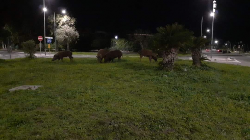 Una mandria di cinghiali a spasso a San Cataldo marina di Lecce