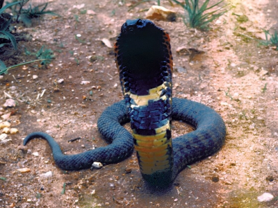 Nuova specie di serpente velenoso scoperta in un barattolo di alcol