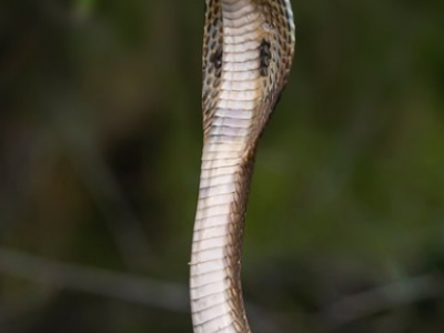 Un serpente capace di uccidere un elefante scappa dal suo terrario di uno zoo in Svezia