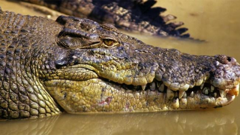 Moglie e figli guardano l’uomo mentre viene attaccato da un coccodrillo nel Far North Queensland, uccidendolo