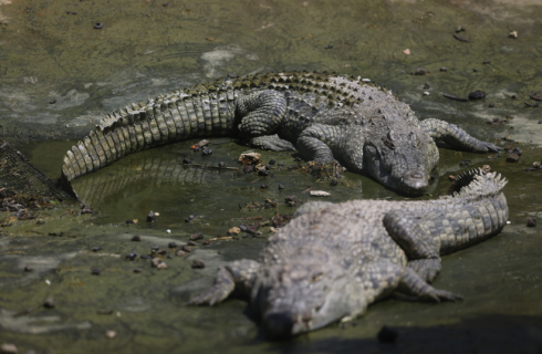 Zoo Biblico di Gerusalemme uccide coccodrillo, aveva morso un dipendente