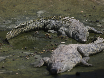 Zoo Biblico di Gerusalemme uccide coccodrillo, aveva morso un dipendente