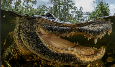 Australia, coccodrillo di 4 metri aggredisce un turista durante tour nella natura