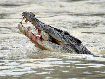 Australia. Uomo brutalmente sbranato da un coccodrillo