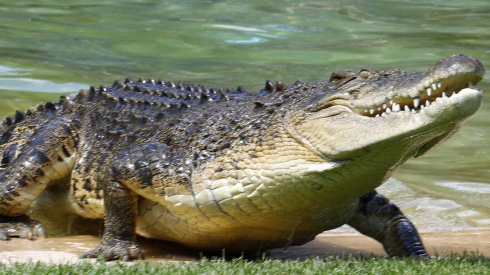 Australia, uomo attaccato da un coccodrillo nel Far North Queensland