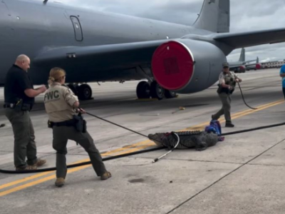 Paura in aeroporto, un coccodrillo vaga sulla pista della base aeronautica di MacDill in Florida, negli Stati Uniti